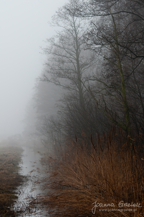 014_Biebrza - kwiecien 2011.jpg